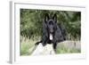 German Shepherd with Tongue Sticking Out-null-Framed Photographic Print