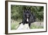 German Shepherd with Tongue Sticking Out-null-Framed Photographic Print