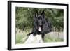 German Shepherd with Tongue Sticking Out-null-Framed Photographic Print