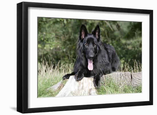 German Shepherd with Tongue Sticking Out-null-Framed Photographic Print