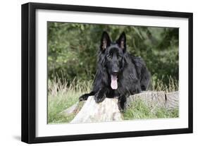 German Shepherd with Tongue Sticking Out-null-Framed Photographic Print