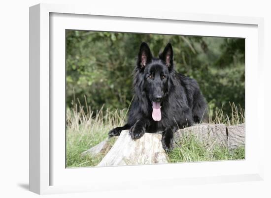 German Shepherd with Tongue Sticking Out-null-Framed Photographic Print