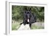 German Shepherd with Tongue Sticking Out-null-Framed Photographic Print