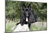 German Shepherd with Tongue Sticking Out-null-Mounted Photographic Print