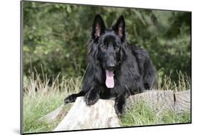 German Shepherd with Tongue Sticking Out-null-Mounted Photographic Print
