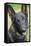 German Shepherd.-Savanah Stewart-Framed Stretched Canvas