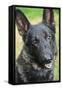 German Shepherd.-Savanah Stewart-Framed Stretched Canvas