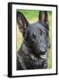 German Shepherd.-Savanah Stewart-Framed Photographic Print