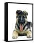German Shepherd-null-Framed Stretched Canvas