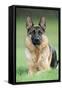 German Shepherd-null-Framed Stretched Canvas