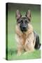 German Shepherd-null-Stretched Canvas