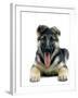 German Shepherd-null-Framed Photographic Print