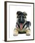 German Shepherd-null-Framed Photographic Print