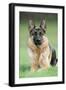 German Shepherd-null-Framed Photographic Print