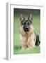 German Shepherd-null-Framed Photographic Print