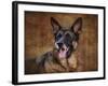 German Shepherd-Jai Johnson-Framed Giclee Print