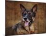 German Shepherd-Jai Johnson-Mounted Giclee Print