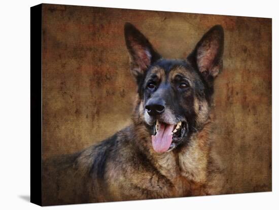 German Shepherd-Jai Johnson-Stretched Canvas