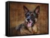 German Shepherd-Jai Johnson-Framed Stretched Canvas