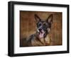 German Shepherd-Jai Johnson-Framed Premium Giclee Print