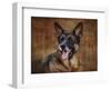 German Shepherd-Jai Johnson-Framed Premium Giclee Print