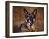 German Shepherd-Jai Johnson-Framed Giclee Print