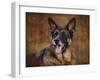 German Shepherd-Jai Johnson-Framed Giclee Print