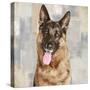 German Shepherd-Keri Rodgers-Stretched Canvas