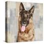 German Shepherd-Keri Rodgers-Stretched Canvas