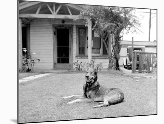 German Sheppard Mix Dog in the Front Yard, Ca. 1930.-Kirn Vintage Stock-Mounted Photographic Print