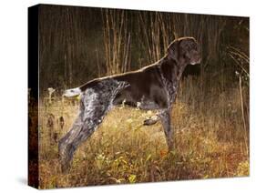 German Short Hair Pointer, Connecticut-Lynn M^ Stone-Stretched Canvas