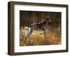 German Short Hair Pointer, Connecticut-Lynn M^ Stone-Framed Photographic Print