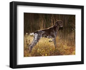 German Short Hair Pointer, Connecticut-Lynn M^ Stone-Framed Photographic Print