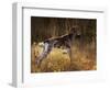 German Short Hair Pointer, Connecticut-Lynn M^ Stone-Framed Photographic Print