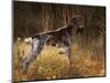 German Short Hair Pointer, Connecticut-Lynn M^ Stone-Mounted Photographic Print