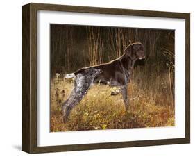 German Short Hair Pointer, Connecticut-Lynn M^ Stone-Framed Photographic Print