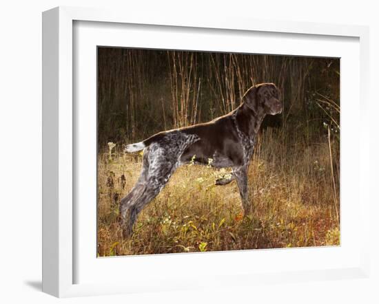 German Short Hair Pointer, Connecticut-Lynn M^ Stone-Framed Photographic Print