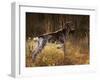 German Short Hair Pointer, Connecticut-Lynn M^ Stone-Framed Photographic Print