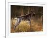 German Short Hair Pointer, Connecticut-Lynn M^ Stone-Framed Photographic Print