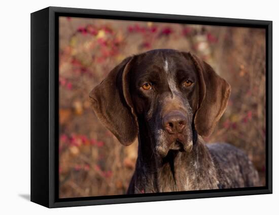 German Short Hair Pointer, Portrait-Lynn M^ Stone-Framed Stretched Canvas