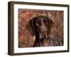 German Short Hair Pointer, Portrait-Lynn M^ Stone-Framed Photographic Print