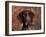 German Short Hair Pointer, Portrait-Lynn M^ Stone-Framed Photographic Print