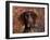 German Short Hair Pointer, Portrait-Lynn M^ Stone-Framed Photographic Print