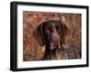 German Short Hair Pointer, Portrait-Lynn M^ Stone-Framed Photographic Print