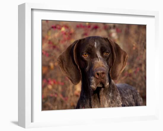 German Short Hair Pointer, Portrait-Lynn M^ Stone-Framed Photographic Print