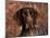 German Short Hair Pointer, Portrait-Lynn M^ Stone-Mounted Photographic Print