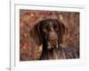 German Short Hair Pointer, Portrait-Lynn M^ Stone-Framed Photographic Print