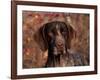 German Short Hair Pointer, Portrait-Lynn M^ Stone-Framed Photographic Print