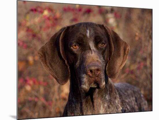 German Short Hair Pointer, Portrait-Lynn M^ Stone-Mounted Photographic Print