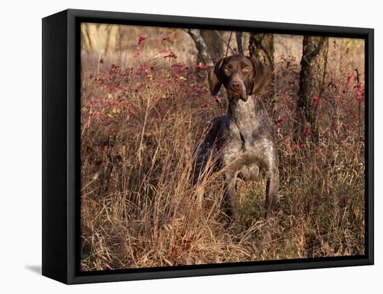 German Short Hair Pointer-Lynn M^ Stone-Framed Stretched Canvas